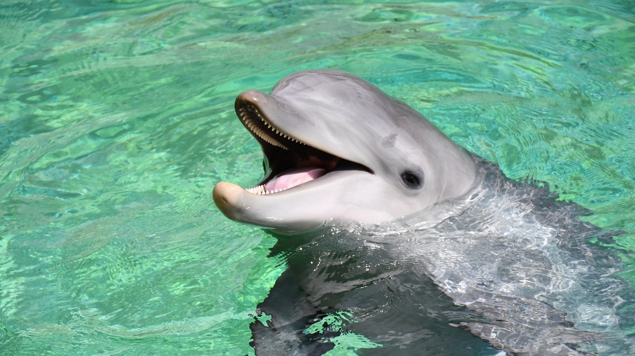 Moderná veda otvára fascinujúcu kapitolu o ich duševnom svete.