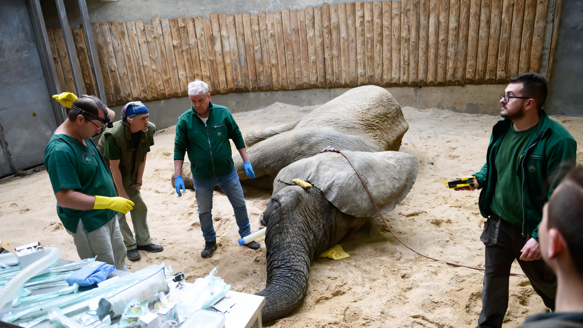 Słoń Ninio z poznańskiego zoo u dentysty