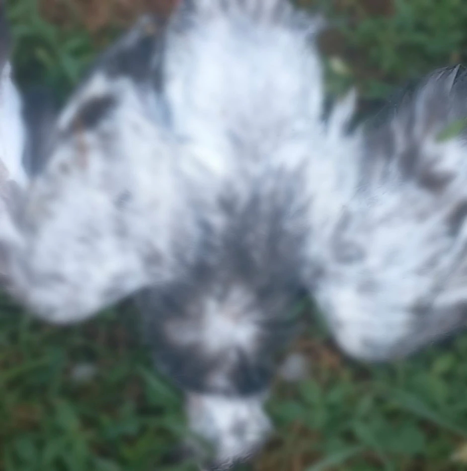 Snažan grad ubijao ptice u letu