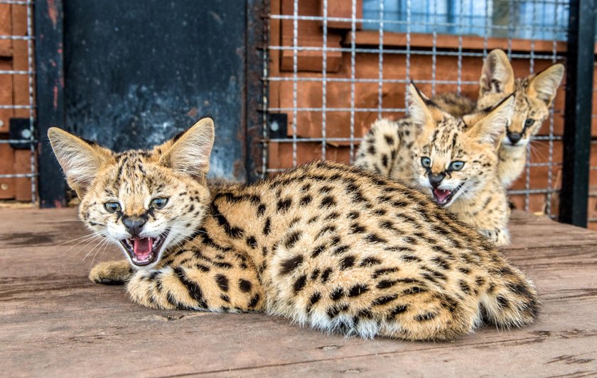 Serwale z łódzkiego zoo