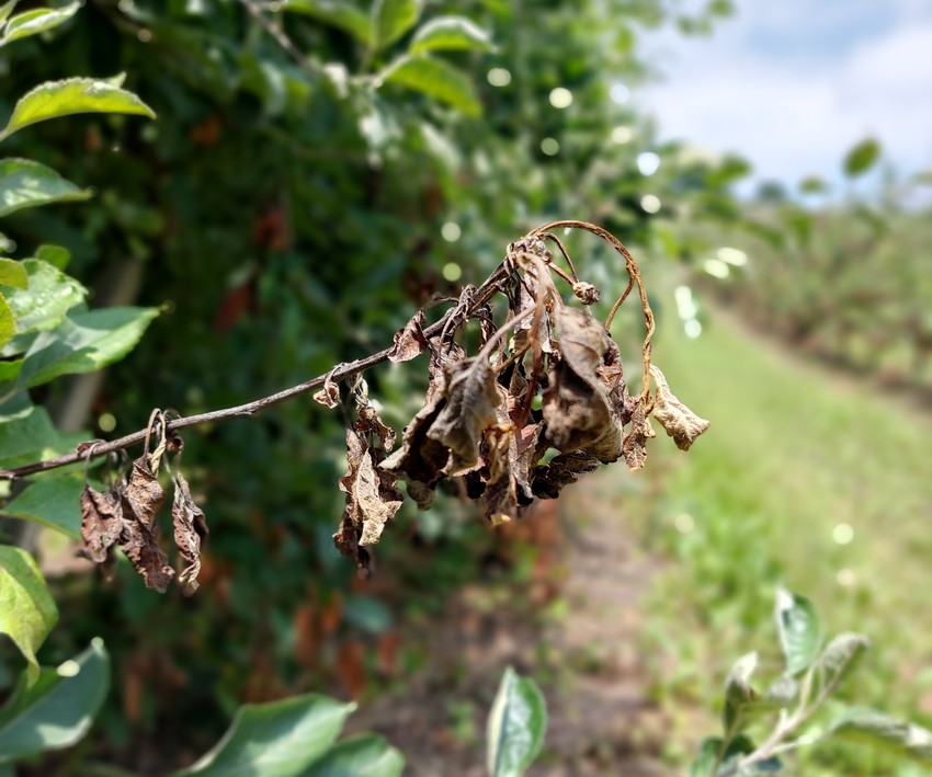 Pastirski štap, tipičan simptom baktriozne plamenjače jabuke