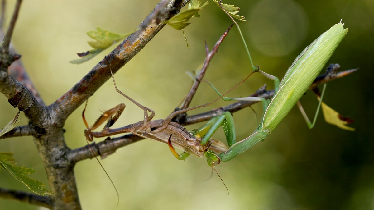 Modliszka zwyczajna (Mantis religiosa)