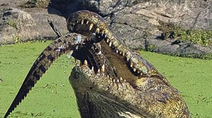 Ezt nézd meg! Kannibál krokodilt fotóztak 