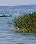 Hűha! Megdöbbentő méretű, emberre is veszélyes állatot fogtak be a Balatonnál