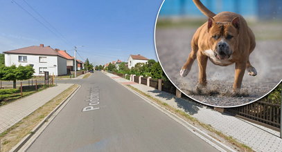 Dramat w Jarocinie. Agresywny amstaff rzucił się na 14-latkę. Jego łapy były całe we krwi