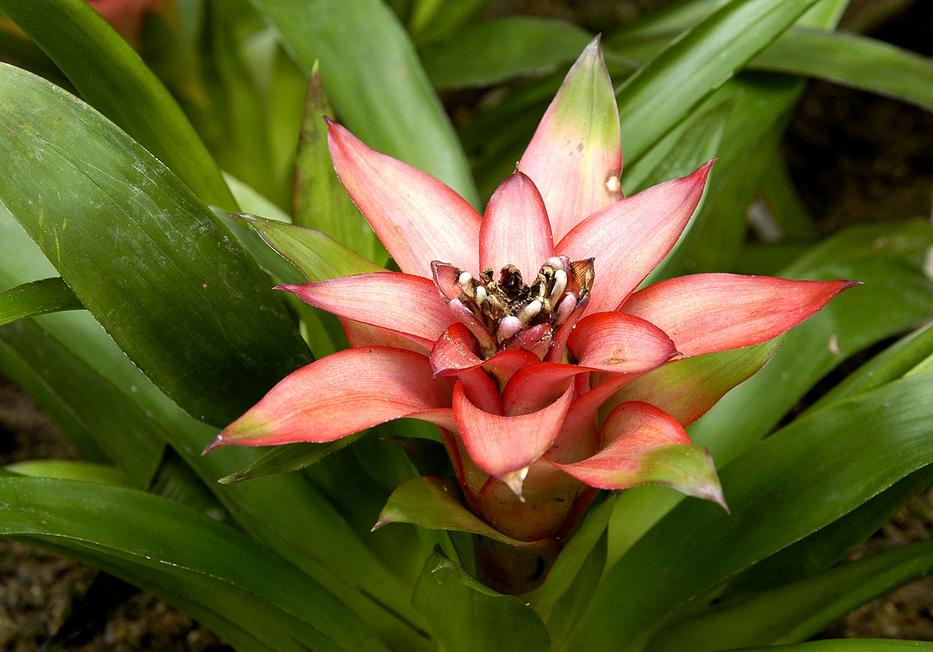 Guzmania