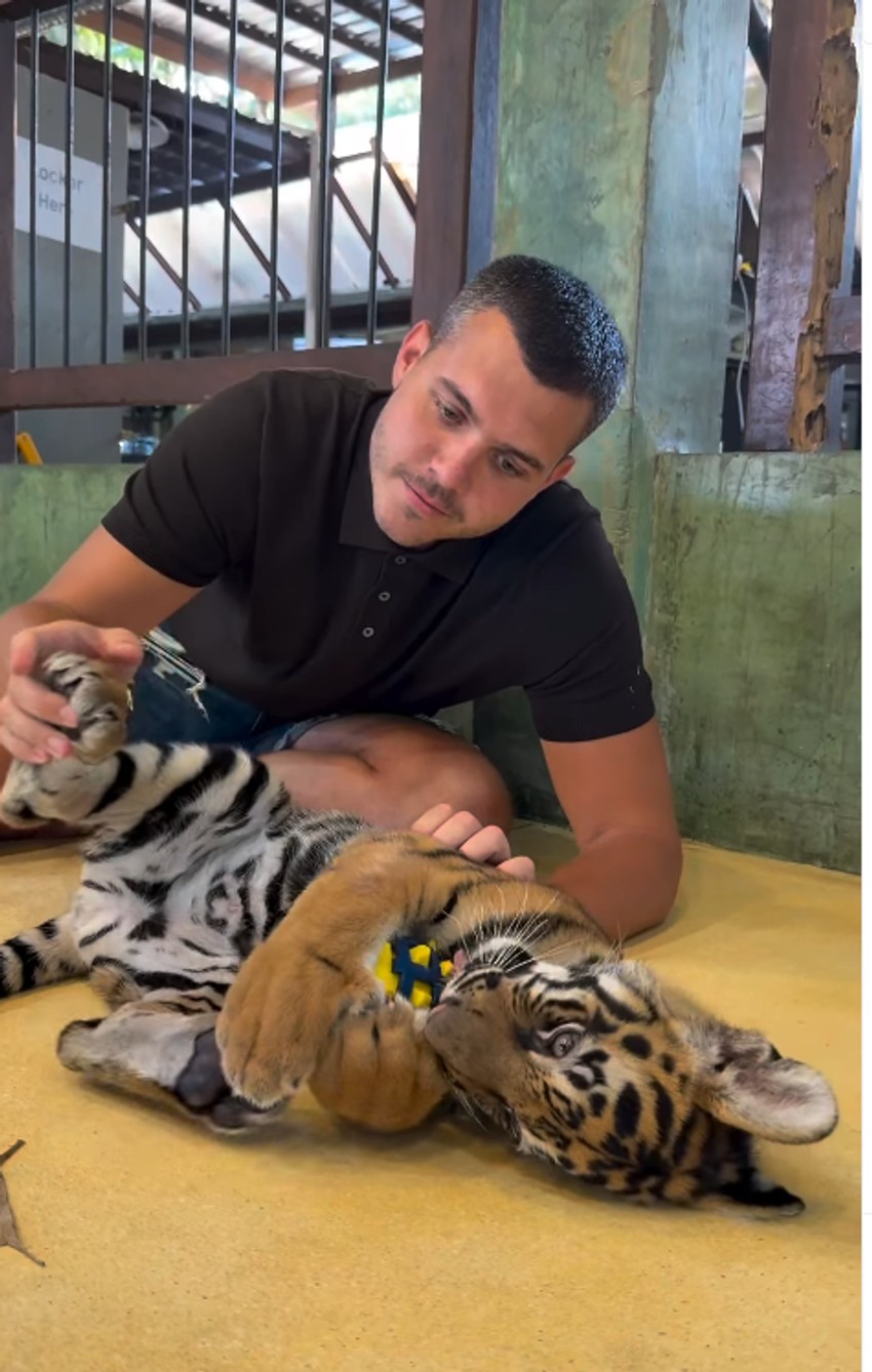 Viktor Živojinović se igra sa tigrom