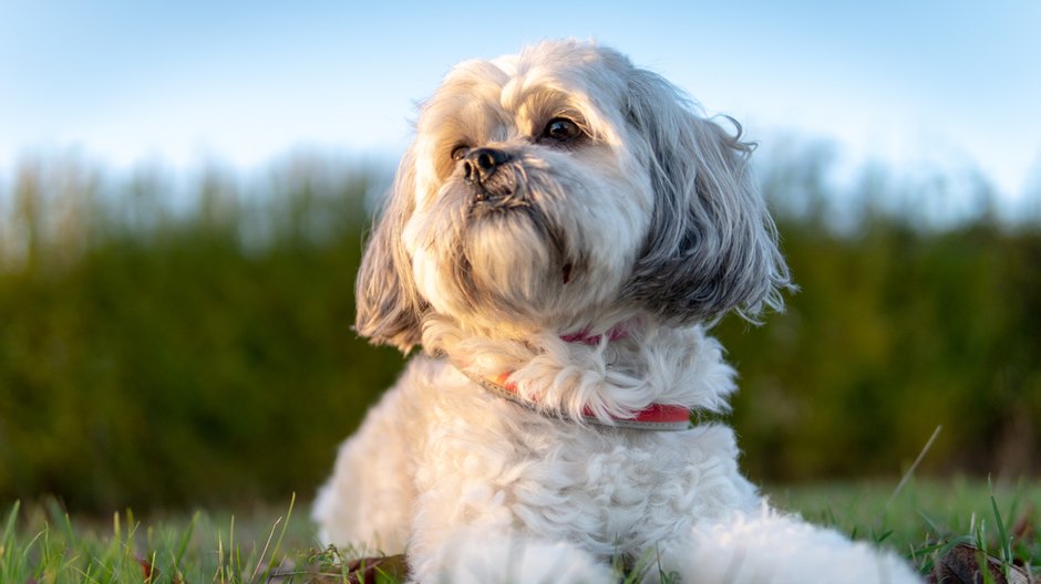 Shih tzu - danmal25/stock.adobe.com