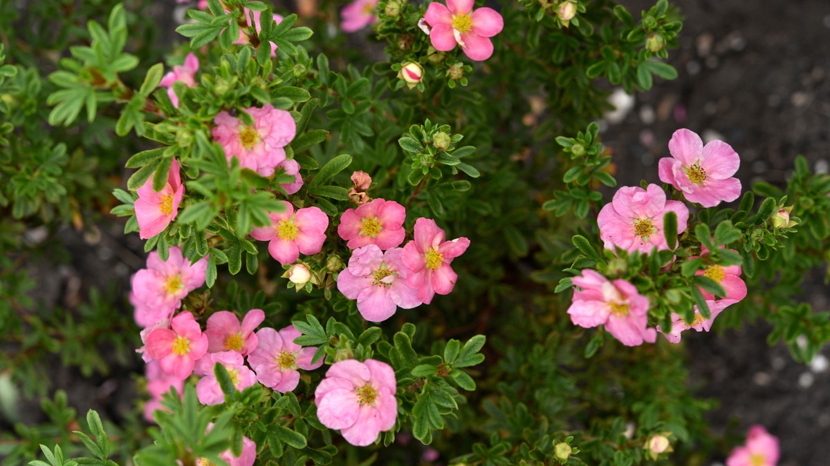 Šta se sadi u aprilu da bi bašta na jesen bila bujna i raskošna