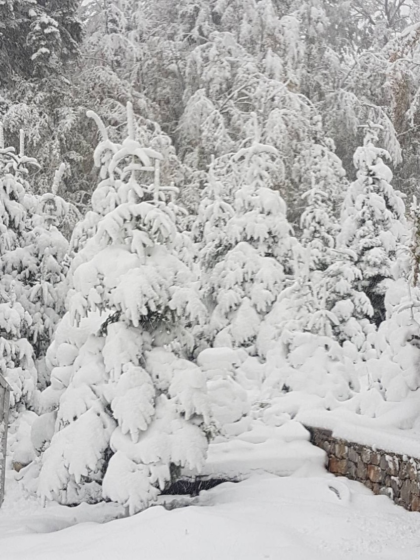 Tara jutros: Sneg lomio grane i zavejao puteve
