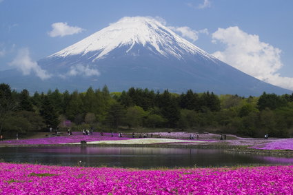 Japońska precyzja, czyli jak w dwa tygodnie poznać i zrozumieć Kraj Kwitnącej Wiśni