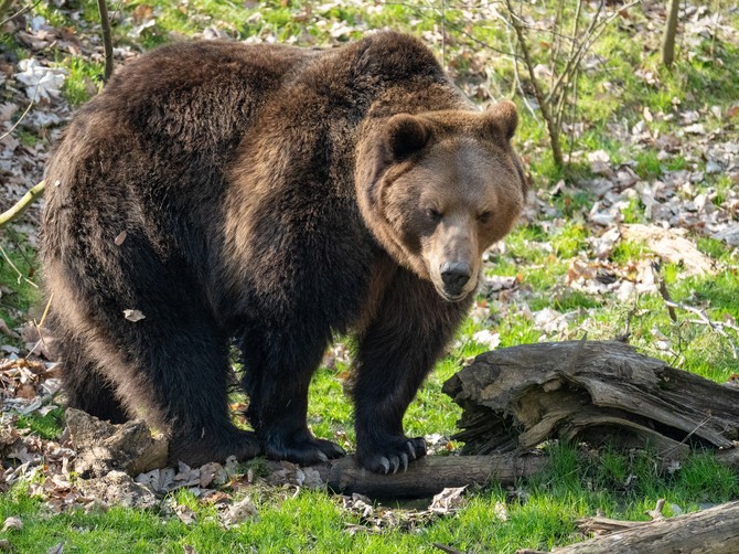 Pivo sa medveđim izmetom postao hit, ljudi skeptični