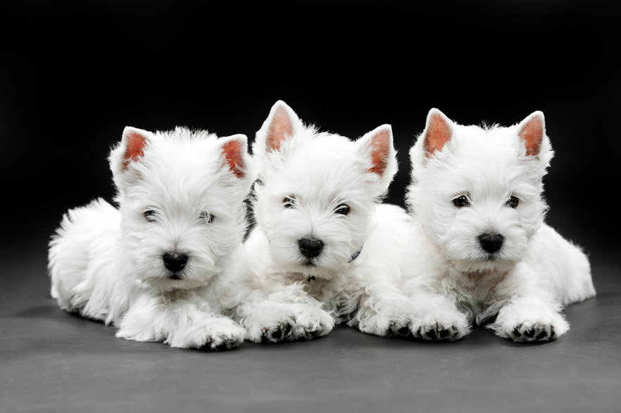 Szczeniaki West Highland White Terrier - Kadmy/stock.adobe.com