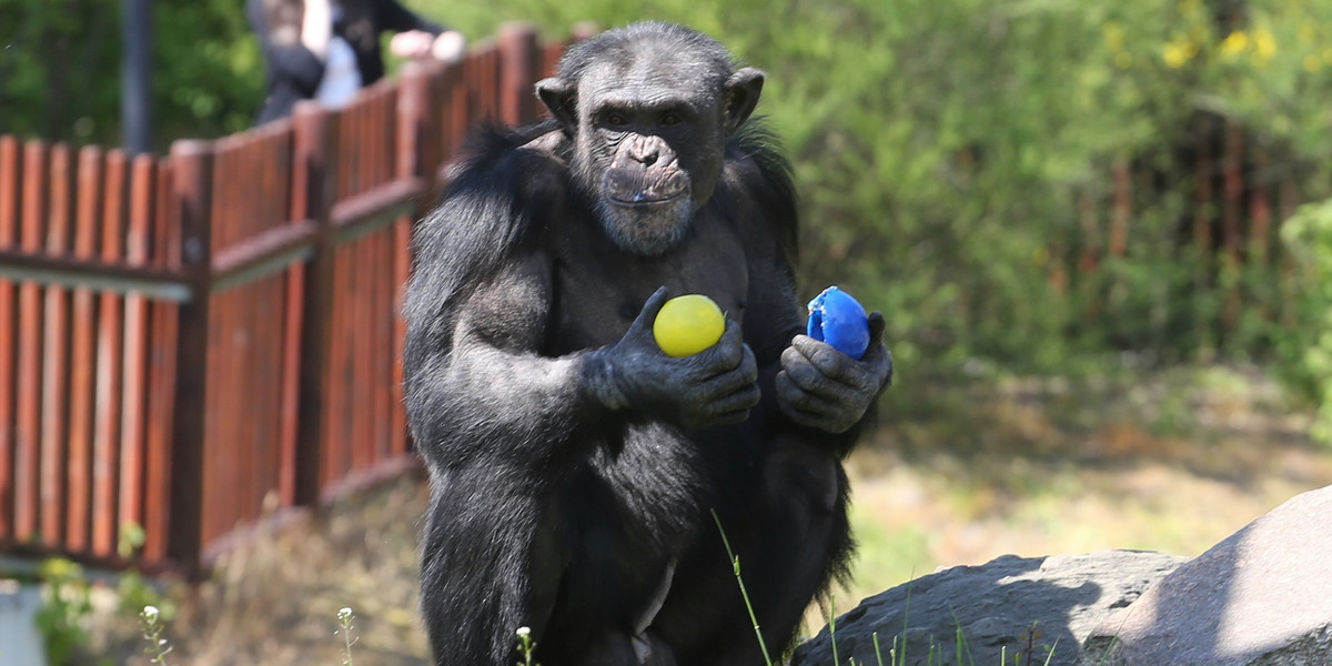 Przynieś zabawki dla zwierząt w ZOO