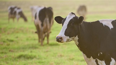 Pierwszy przypadek zarażenia się ptasią grypą człowieka od innego ssaka