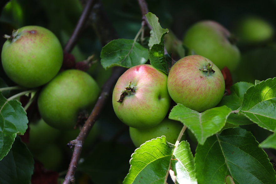 Jabłoń występuje w bardzo wielu odmianach - manfredrichter/pixabay.com
