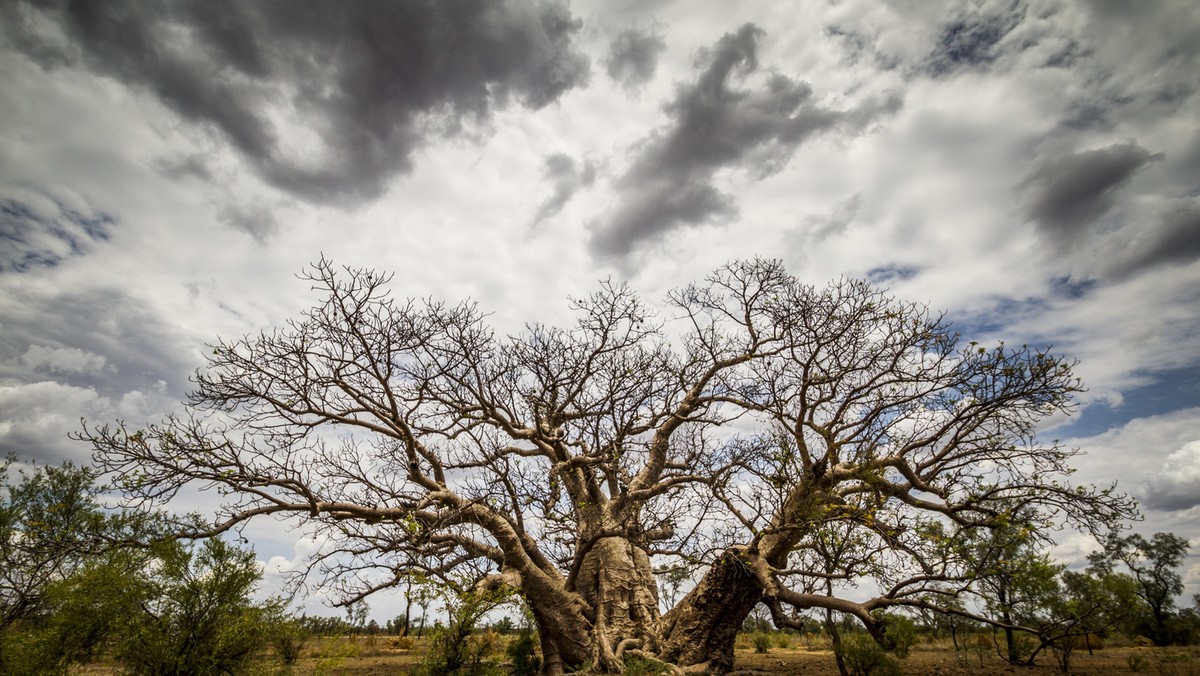 BAOBAB