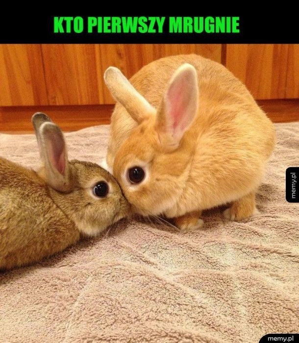 Najlepsze memy o królikach