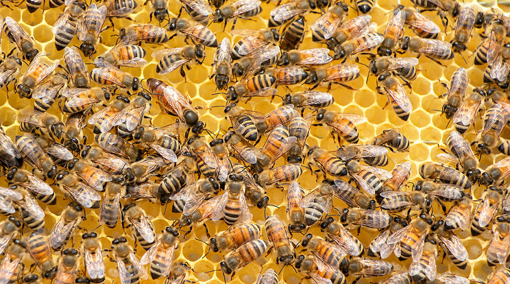 Súlyos betegség tizedelte meg a hódmezővásárhelyi méheket/Fotó:Pexels