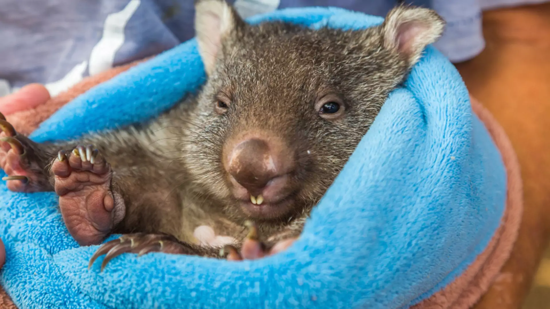 "Przytulacz" wombata, czyli najlepszy zawód świata? Ty też możesz nim zostać!