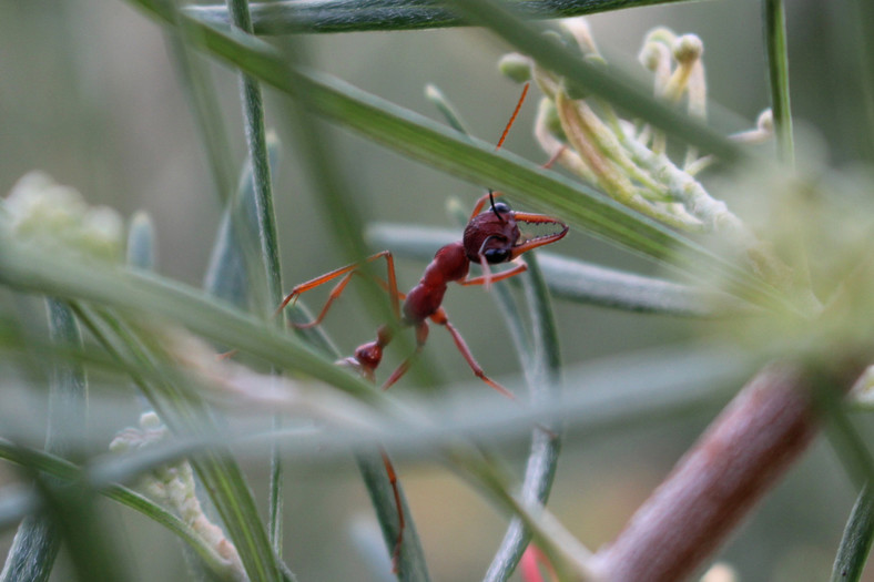 Najniebezpieczniejsze mrówki świata - Myrmecia gulosa