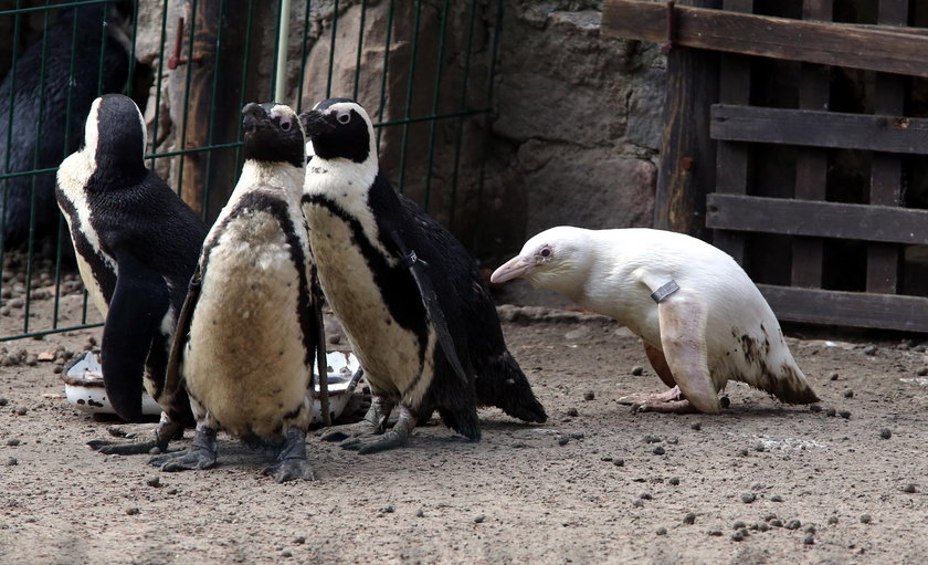 O pingwinie z Gdańska piszą na całym świecie