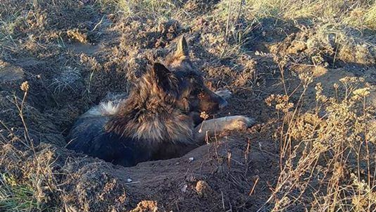 Wczoraj po południu łódzki Animal Patrol otrzymał zgłoszenie, że przy ulicy Zagrodowej przypadkowi świadkowie częściowo odkopali półprzytomnego psa. Zwierzę było zawinięte w worek foliowy, wcześniej prawdopodobnie ktoś sukę ogłuszył. Teraz weterynarze walczą o jej życie.