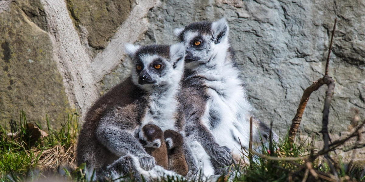 Małe lemury przyszły na świat w łódzkim zoo 