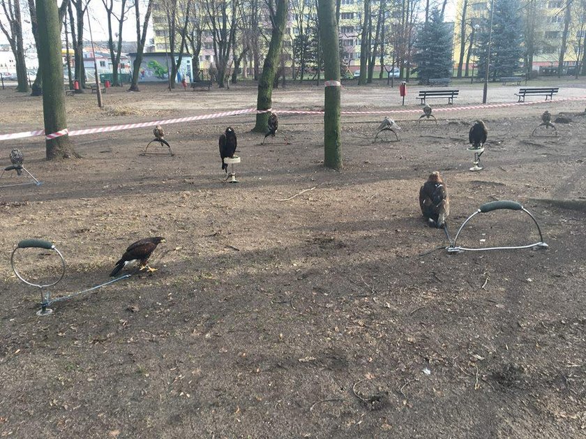 Drapieżne ptaki na uwięzi. Co się stało w Radomsku?