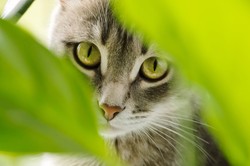 Cztery tony zabitych kotów w wietnamskiej chłodni. Władze wszczęły śledztwo