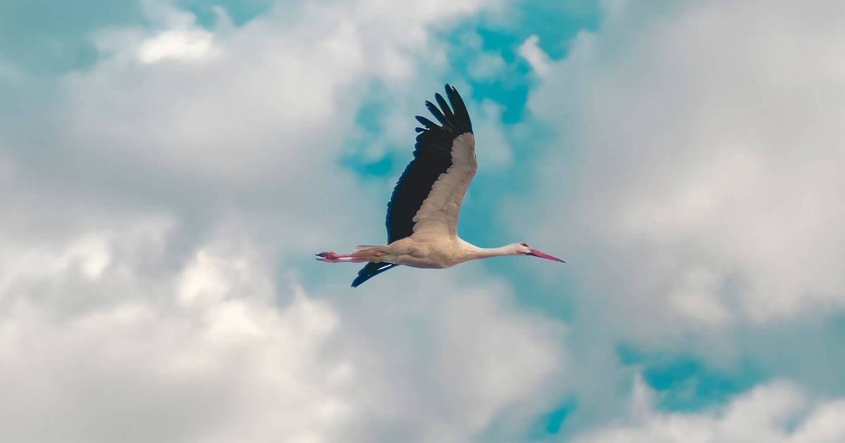 Bocian biały Zwierzęciem Roku 2025. "Piękny i rozpoznawalny"
