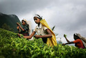 Galeria Sri Lanka - Herbacianym szlakiem, obrazek 1
