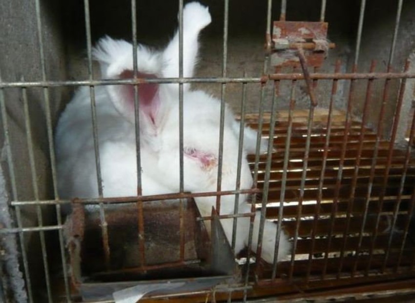 Zečeve drže u nehumanim uslovima u kavezima, ali ih tek čeka zastrašujuća sudbina