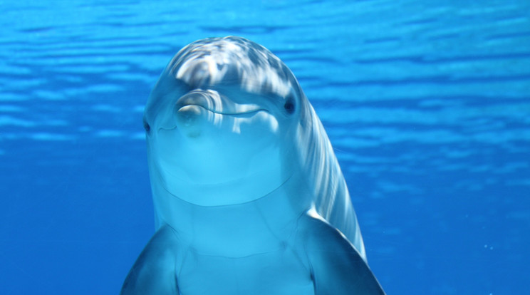 Lelőttek egy delfint Horvátországban/Illusztráció: Pexels