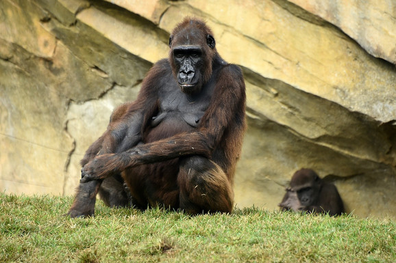 TRI MESECA GA NE PUŠTA Mladunče šimpanze je preminulo, majka NE ŽELI DA SE RASTAVI OD NJEGA: "Natalija je već jednom izgubila mladunče"