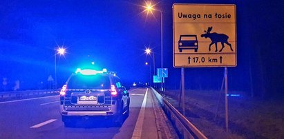 Zderzył się z łosiem i... trafił do więzienia