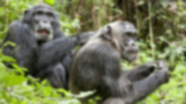 [Blu-ray] "Szympans": prawo dżungli
