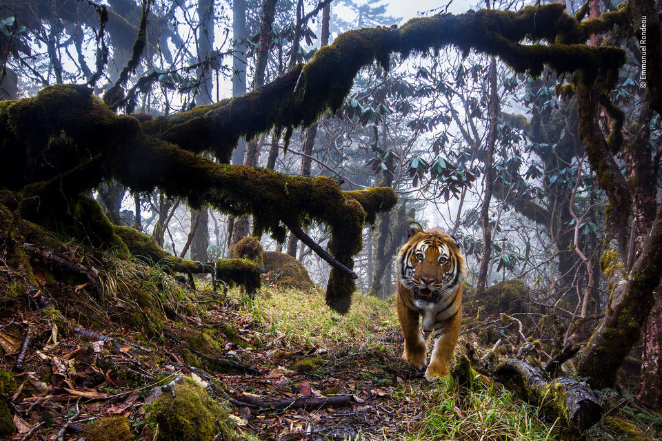 Wyróżnienie w kategorii "Zwierzęta w swoim środowisku" - "Tigerland", Emmanuel Rondeau, Francja