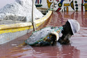 Lac Rose, Senegal