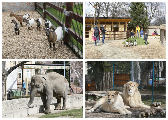 Nova Atrakcija U Zoo Vrtu Mališani će Od Sada Moći I Da Se