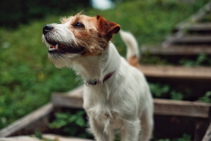 Jack Russell Terrier