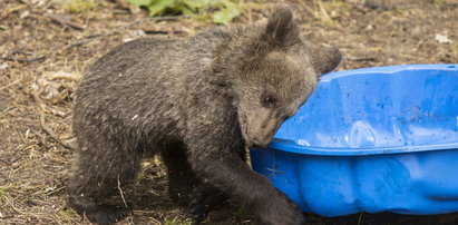 Miś z poznańskiego ZOO sprzedany za fortunę