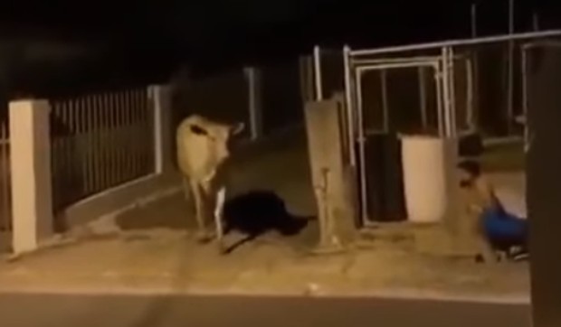 Preplašena krava pala u nesvest