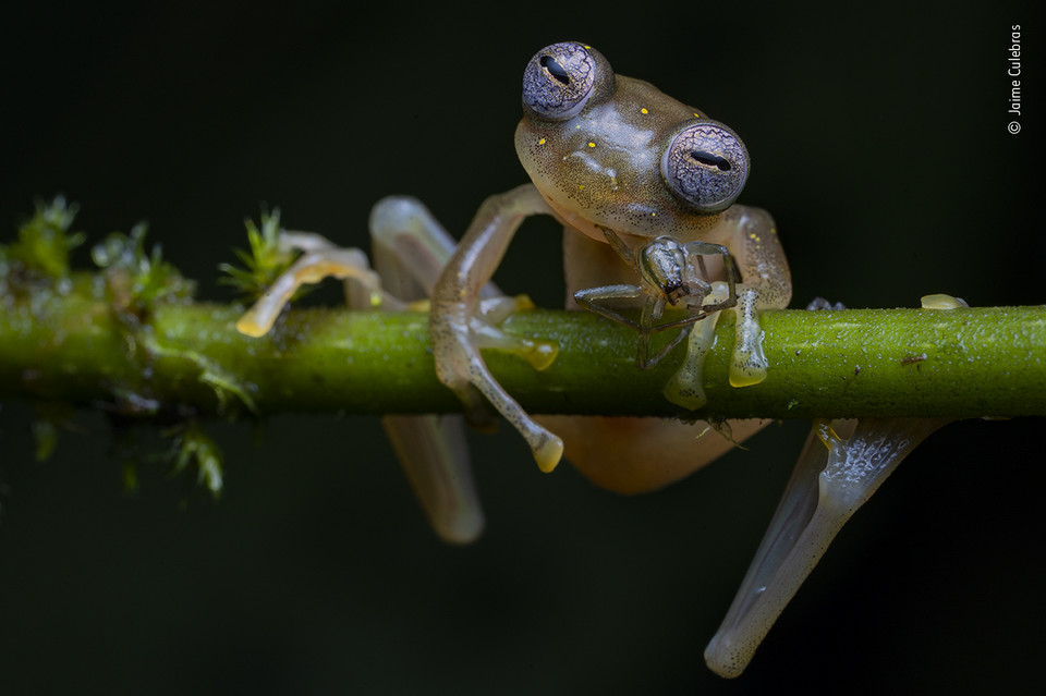 Zwycięzcy Wildlife Photographer of the Year 2020