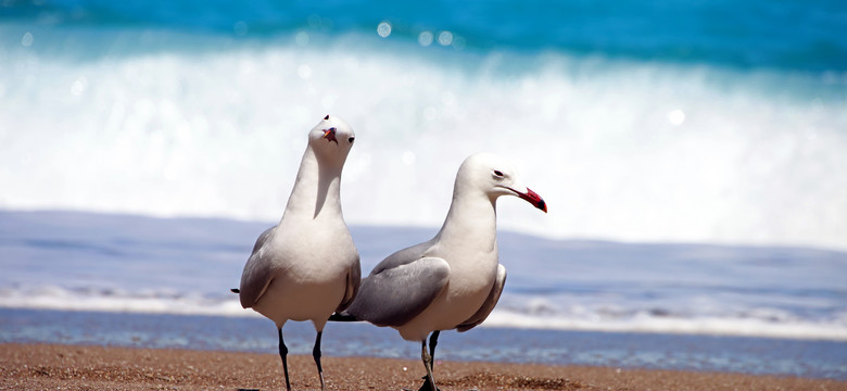 Związki albatrosów rozpadają się coraz częściej. Zaskakująca przyczyna