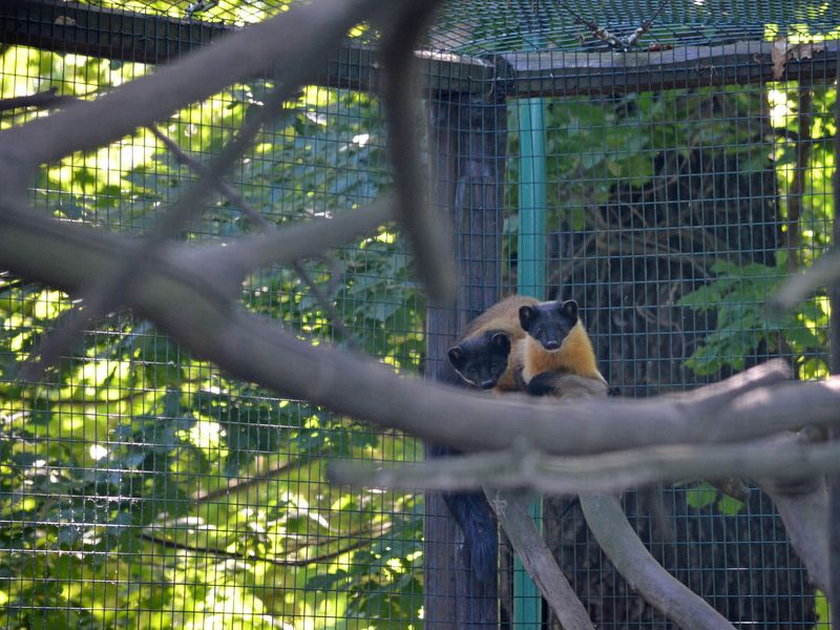 Zoo Wrocław