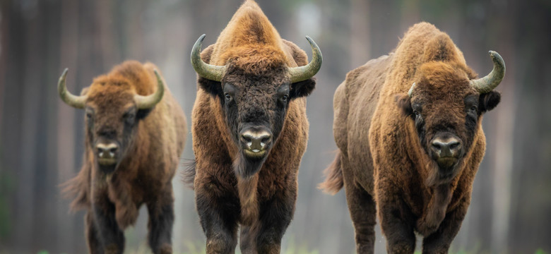 60 lat temu w Bieszczady powróciły żubry