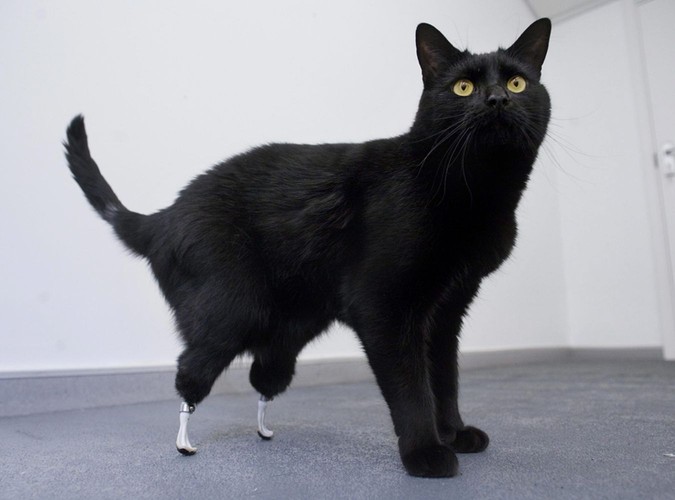 Kot Oscar to pierwszy przedstawiciel gatunku z takimi protezami