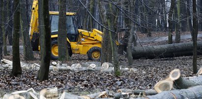 Ścinał drzewa w puszczy i zginął. Zabił go ciągnik