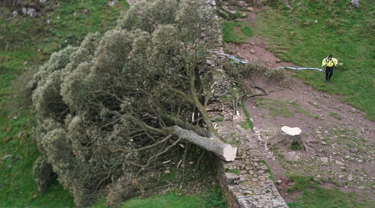 Csütörtök éjjel kivágták a világ egyik leghíresebb fáját, az úgynevezett Sycamore Gap Tree-t / Fotó: Northfoto